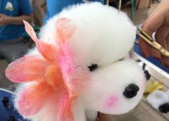 店铺宠物美容师—实操染色