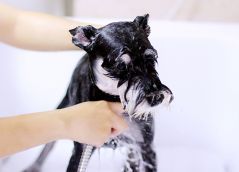 想开个宠物美容店前景怎么样？