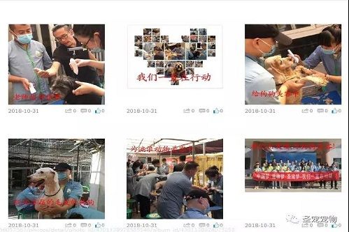 圣公益！救助流浪动物 从来不是一个人的“战役”