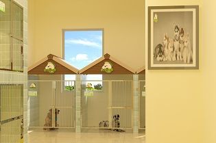 圣宠宠物（石家庄汇君城店）