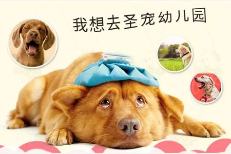 千亿级宠物市场盈利新风口！圣宠宠物幼儿园上线！