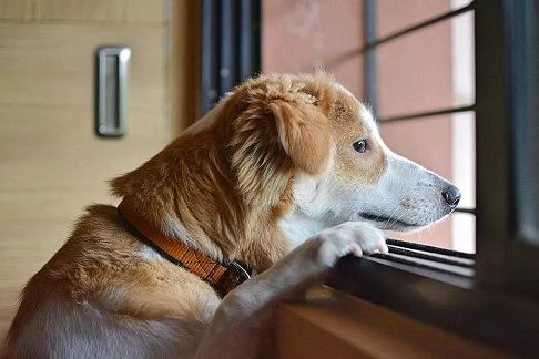 万家争宠，一园独秀！北京通州圣宠宠物幼儿园开业！