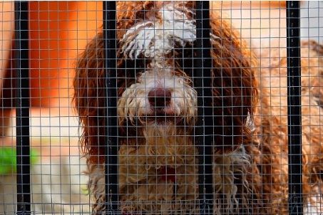 宠物寄养事故多发，铲屎官如何才能照顾好春节不能带回家的主子？