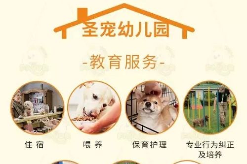 变现潜力巨大！圣宠宠物幼儿园盈利模式分析