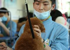  店铺实用宠物美容师