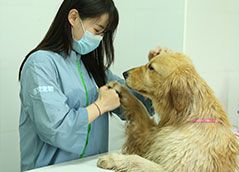 店铺宠物美容师—实操洗澡