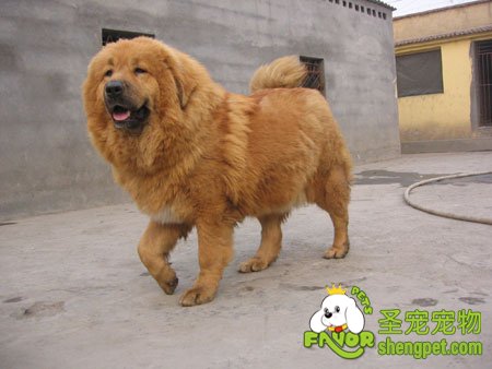 藏狗不等于藏獒