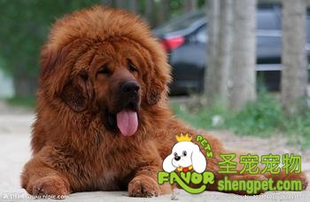 纯种藏獒鉴定方法