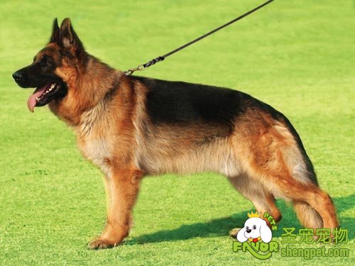 德国牧羊犬急性胃炎治疗