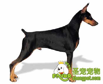 杜宾舔破皮肤无法愈合：嗜舔性皮肤炎