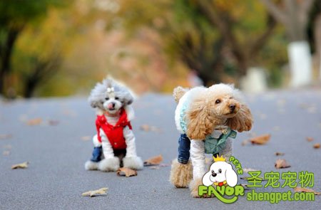 狗狗美容护理步骤