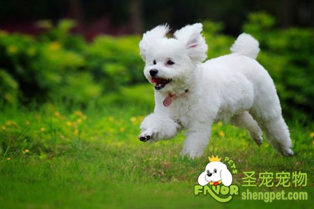 贵宾犬美容之梳毛