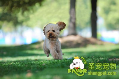 贵宾犬美容之剃毛