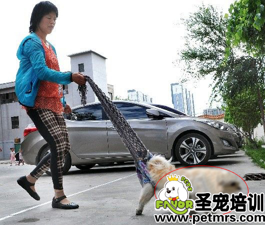 詹红英用她特制的围巾拎着小狗狗在天福花园小区内散步。