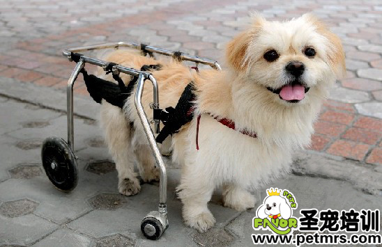 装着宠物轮椅车的小狗狗一副可爱的样子