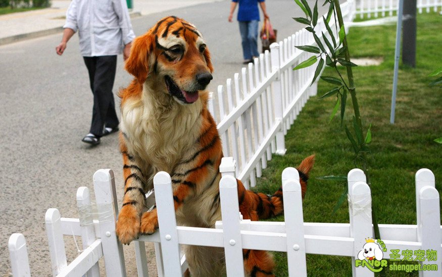 这是老虎吗