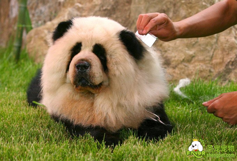 这是熊猫？