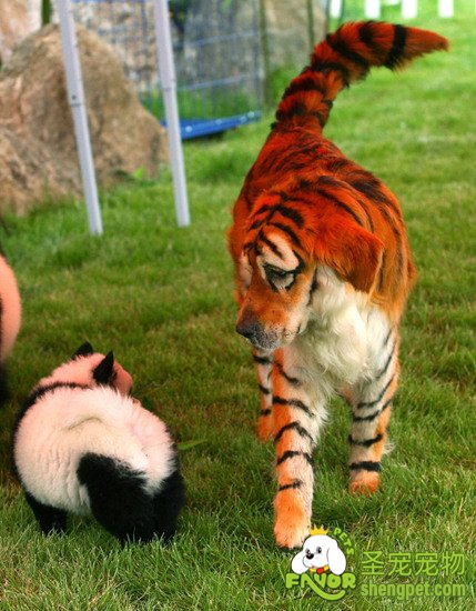 “老虎”和“熊猫”竟然能和睦相处