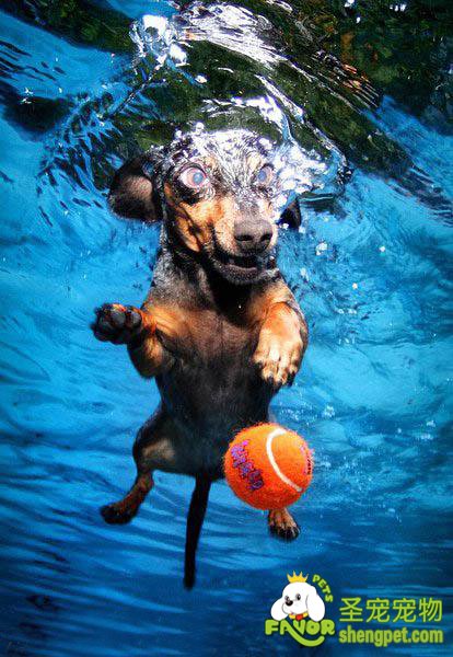 狗狗水中戏耍