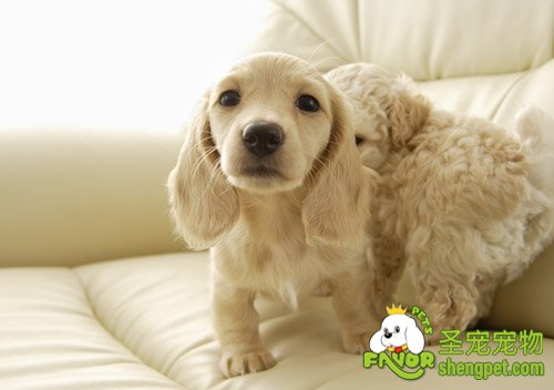 狗狗肠炎病的因素和引发的症状