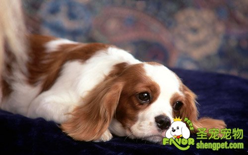 犬恶丝虫病的症状和治疗方法