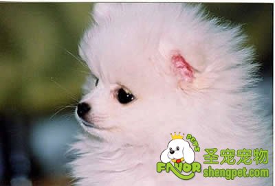 狗狗胳膊肘（前腿关节）脱毛红肿怎么办