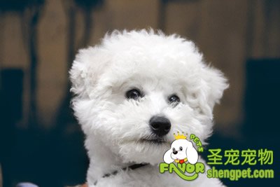 比熊犬美容知识