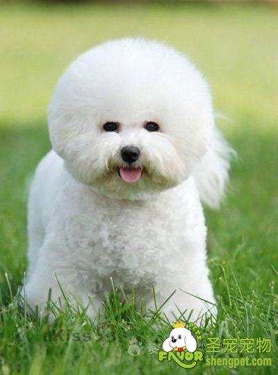 更多矿质元素对狗狗身体健康的作用