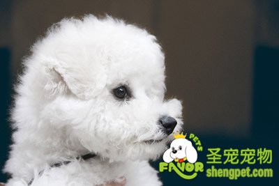 比熊犬美容之洗澡