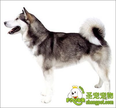 ����˹��ѩ��Ȯ