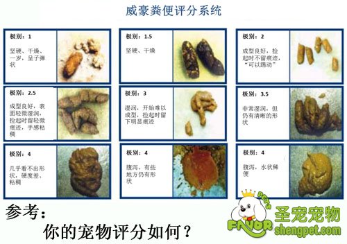 狗狗消化评分标准