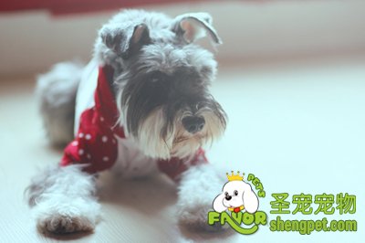 雪纳瑞美容之剪毛