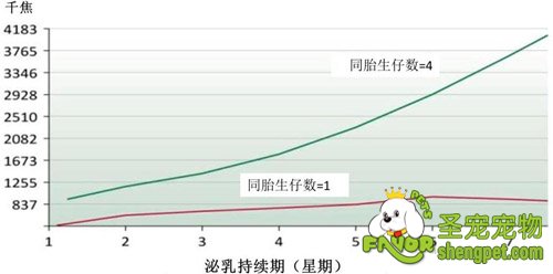 如何帮助母犬健康度过“泌乳期”