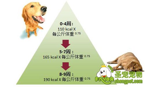 母犬在怀孕期需要哪些营养需求