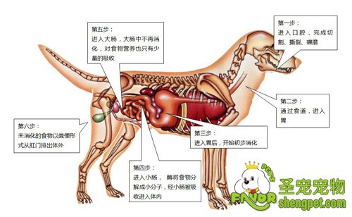 食物在犬消化系统内的过程