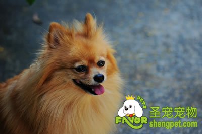博美犬美容