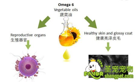 Omega-6脂肪酸的重要作用