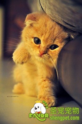 碳水化合物对宠物的作用