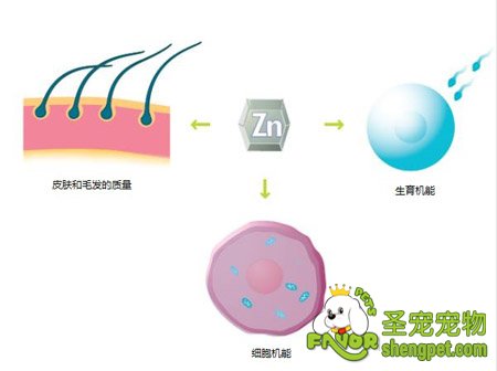 锌（Zn）在身体中的作用