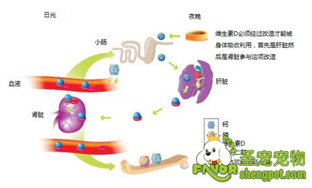 维他命D在身体中的作用