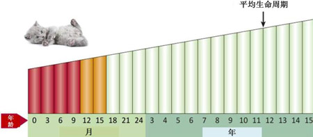 对猫咪成长阶段的了解