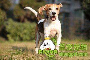 比格犬美容