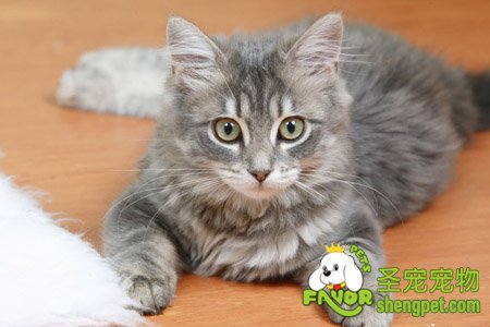 猫咪容易得的下泌尿道疾病