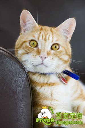 如何避免猫咪患上营养型贫血