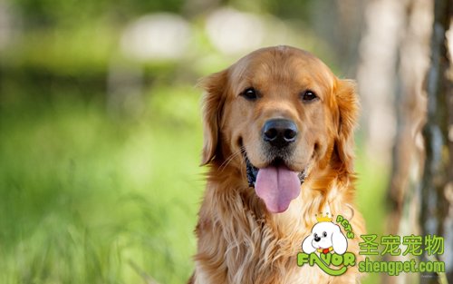 金毛的日常健康该如何护理