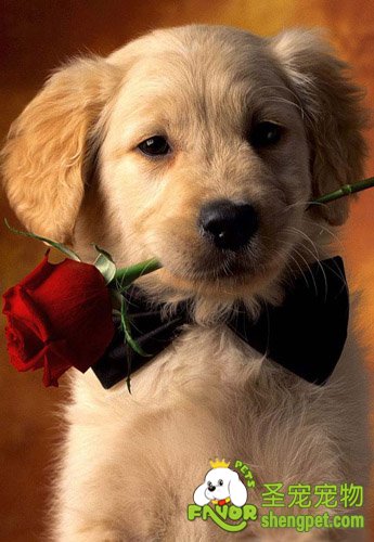 金毛在不同环境饲养的注意事项