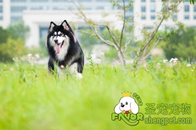阿拉斯加雪橇犬美容