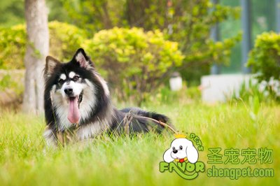 阿里私家雪橇犬美容