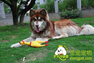 阿拉斯加雪橇犬