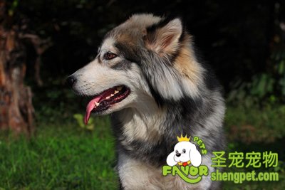 阿拉斯加雪橇犬